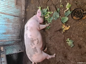 De vanzare. - imagine 2