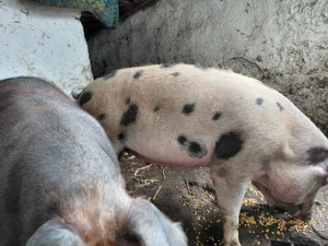 Porci de vânzare  - imagine 3