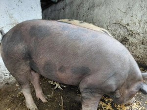 Porci de vânzare  - imagine 2