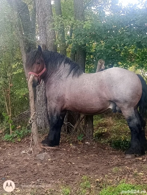 vând cârlan Belgian sau schimb cu iapă  - imagine 2