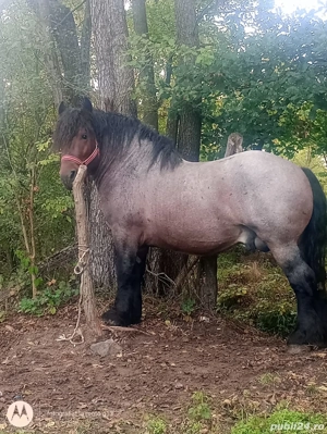 vând cârlan Belgian sau schimb cu iapă 