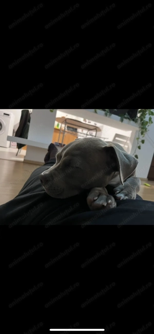 Amstaff Blue baiat - imagine 2