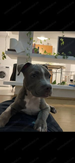 Amstaff Blue baiat