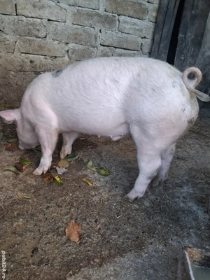 de vânzare 1 mascul 35 kg ofer transport 