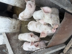 Purcei de vanzare - imagine 3