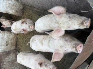 Purcei de vanzare - imagine 2