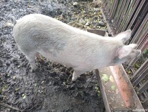 pt masa de crăciun  - imagine 2