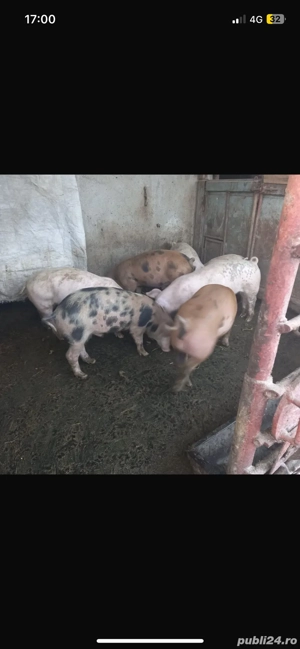 Purcei de vanzare  - imagine 2