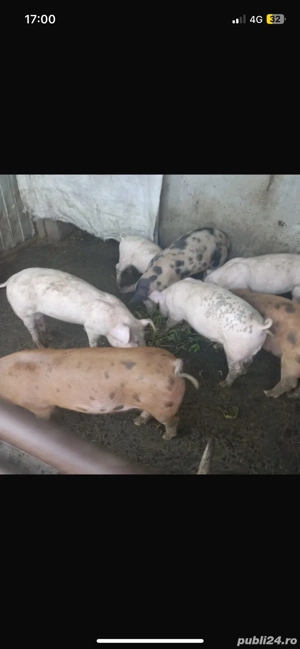 Purcei de vanzare 