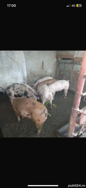 Purcei de vanzare  - imagine 3