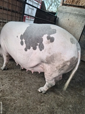 de vânzare scroafă 250 kg ofer transport 