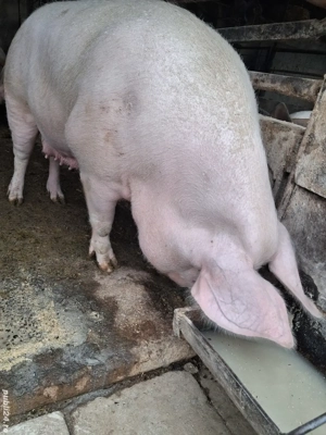 scroafă pentru sacrificat 240 kg rasă marele alb 