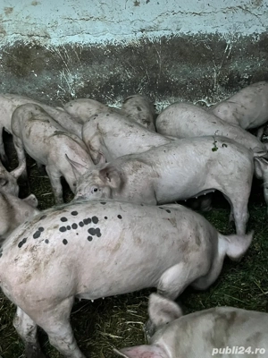 Purcei de vanzare - imagine 4 Purcei de vanzare - imagine 4