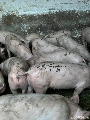 Purcei de vanzare