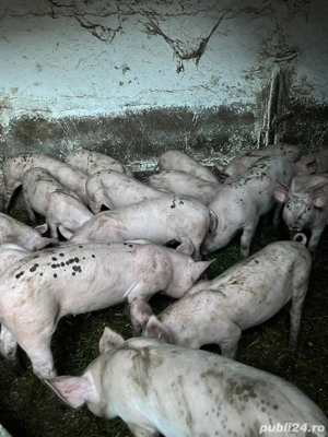 Purcei de vanzare - imagine 3 Purcei de vanzare - imagine 3