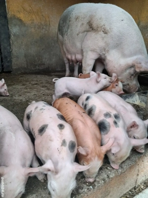 de vânzare scroafă fătată cu 8 purcei 4 săptămâni 