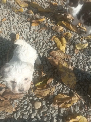 Pui de cățel bichon frise - imagine 2