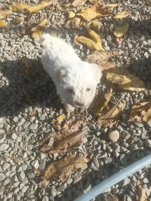 Pui de cățel bichon frise
