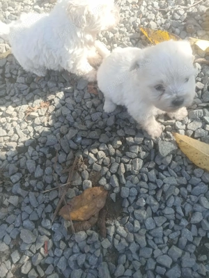 Pui de cățel bichon frise - imagine 3