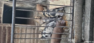 Purcei de vanzare - imagine 4 Purcei de vanzare - imagine 4