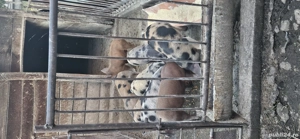 Purcei de vanzare - imagine 3 Purcei de vanzare - imagine 3