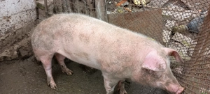 Vând porc  - imagine 2