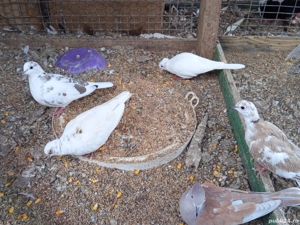 vand turturele  - imagine 2