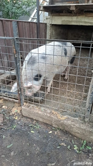 vand porci - imagine 2