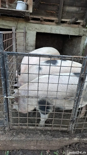 vand porci - imagine 5