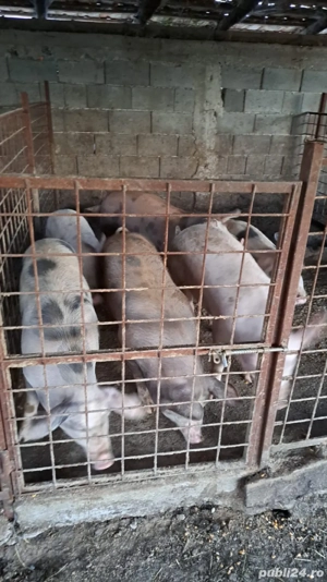 vand porci - imagine 4