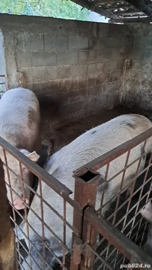 vand porci - imagine 3