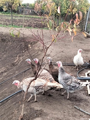 Curci de vanzare  - imagine 2