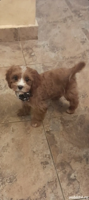 baietel cavapoo f1 - imagine 2 baietel cavapoo f1 - imagine 2