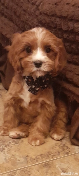 baietel cavapoo f1 - imagine 3 baietel cavapoo f1 - imagine 3