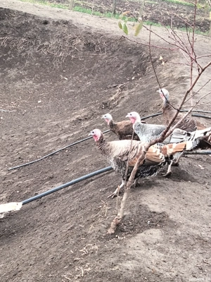 Curci de vanzare  - imagine 3