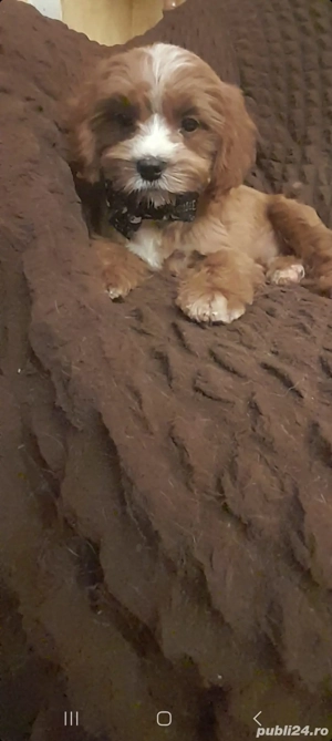 baietel cavapoo f1