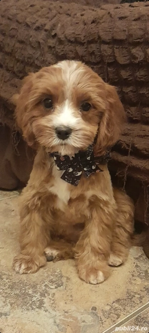 baietel cavapoo f1 - imagine 4 baietel cavapoo f1 - imagine 4