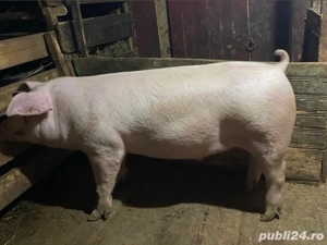 Vand porc de Craciun