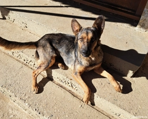 Ofer spre adopție  - imagine 3