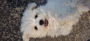 Bichon pui pufos si afectuos  - imagine 2