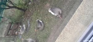 Gâște de vânzare tăiate 80 lei kg