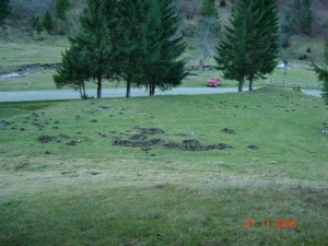 Vand teren superb cu poiana 1100 mp langa Cabana Plaiul Foii