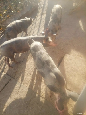 purcei disponibili - imagine 3