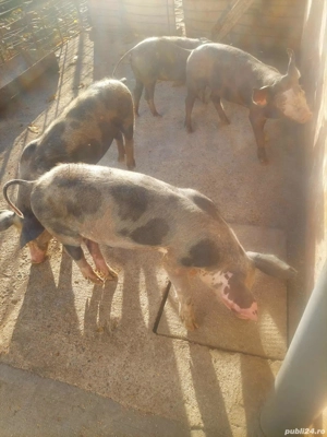 purcei disponibili - imagine 2