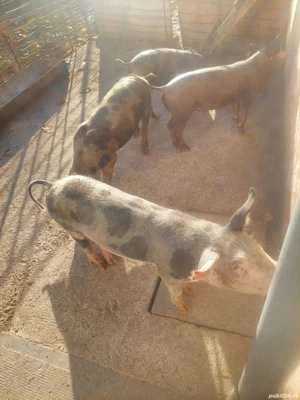 purcei disponibili - imagine 4