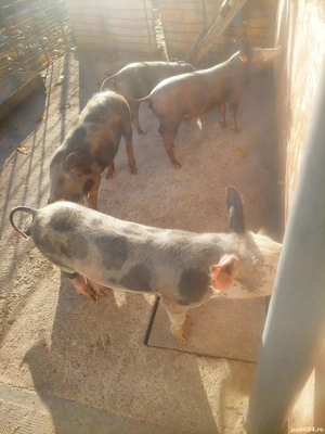 purcei disponibili - imagine 5