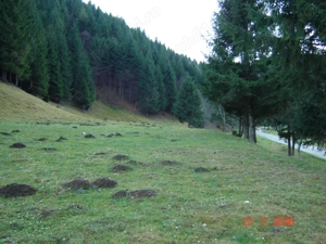 Vand teren superb cu poiana 1100 mp langa Cabana Plaiul Foii - imagine 7