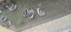 Gâște de vânzare tăiate 80 lei kg - imagine 2