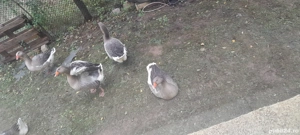 Gâște de vânzare tăiate 80 lei kg - imagine 3