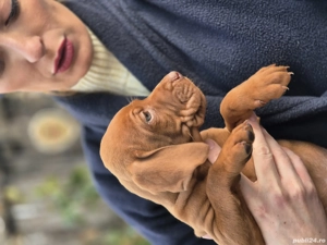 catelușe vizsla - imagine 4 catelușe vizsla - imagine 4